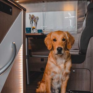 "Balou" Carado A 464, AW-Dogtrailer, Hundedecke, Eingangsbereich